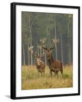 Red Deer Stags in Summer-null-Framed Photographic Print