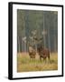 Red Deer Stags in Summer-null-Framed Photographic Print