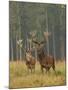 Red Deer Stags in Summer-null-Mounted Photographic Print