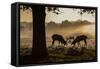 Red Deer Stags Rutting at Sunrise in a Misty Landscape-Alex Saberi-Framed Stretched Canvas