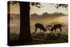 Red Deer Stags Rutting at Sunrise in a Misty Landscape-Alex Saberi-Stretched Canvas