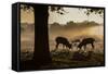 Red Deer Stags Rutting at Sunrise in a Misty Landscape-Alex Saberi-Framed Stretched Canvas