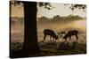Red Deer Stags Rutting at Sunrise in a Misty Landscape-Alex Saberi-Stretched Canvas