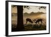 Red Deer Stags Rutting at Sunrise in a Misty Landscape-Alex Saberi-Framed Photographic Print