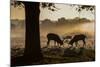 Red Deer Stags Rutting at Sunrise in a Misty Landscape-Alex Saberi-Mounted Photographic Print