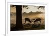 Red Deer Stags Rutting at Sunrise in a Misty Landscape-Alex Saberi-Framed Photographic Print