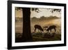 Red Deer Stags Rutting at Sunrise in a Misty Landscape-Alex Saberi-Framed Photographic Print