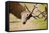 Red Deer Stags Rutting Close Up-null-Framed Stretched Canvas