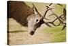 Red Deer Stags Rutting Close Up-null-Stretched Canvas