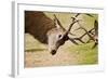 Red Deer Stags Rutting Close Up-null-Framed Photographic Print