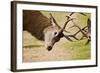 Red Deer Stags Rutting Close Up-null-Framed Photographic Print