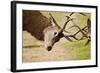 Red Deer Stags Rutting Close Up-null-Framed Photographic Print