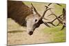 Red Deer Stags Rutting Close Up-null-Mounted Photographic Print