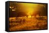 Red Deer Stags Rutting in Mist at Sunrise-null-Framed Stretched Canvas