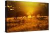 Red Deer Stags Rutting in Mist at Sunrise-null-Stretched Canvas