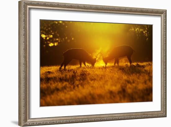 Red Deer Stags Rutting in Mist at Sunrise-null-Framed Photographic Print