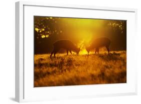 Red Deer Stags Rutting in Mist at Sunrise-null-Framed Photographic Print