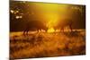 Red Deer Stags Rutting in Mist at Sunrise-null-Mounted Photographic Print