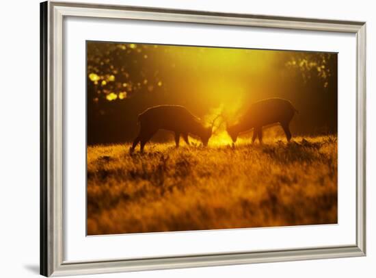 Red Deer Stags Rutting in Mist at Sunrise-null-Framed Photographic Print