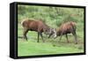 Red Deer Stags Sparring (Cervus Elaphus), Arran, Scotland, United Kingdom, Europe-Ann and Steve Toon-Framed Stretched Canvas