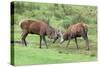 Red Deer Stags Sparring (Cervus Elaphus), Arran, Scotland, United Kingdom, Europe-Ann and Steve Toon-Stretched Canvas