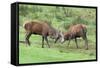 Red Deer Stags Sparring (Cervus Elaphus), Arran, Scotland, United Kingdom, Europe-Ann and Steve Toon-Framed Stretched Canvas