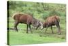 Red Deer Stags Sparring (Cervus Elaphus), Arran, Scotland, United Kingdom, Europe-Ann and Steve Toon-Stretched Canvas