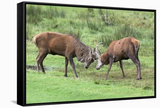 Red Deer Stags Sparring (Cervus Elaphus), Arran, Scotland, United Kingdom, Europe-Ann and Steve Toon-Framed Stretched Canvas