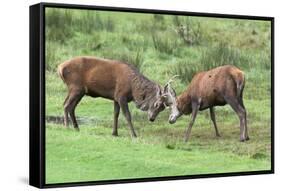 Red Deer Stags Sparring (Cervus Elaphus), Arran, Scotland, United Kingdom, Europe-Ann and Steve Toon-Framed Stretched Canvas