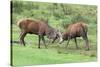 Red Deer Stags Sparring (Cervus Elaphus), Arran, Scotland, United Kingdom, Europe-Ann and Steve Toon-Stretched Canvas