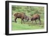 Red Deer Stags Sparring (Cervus Elaphus), Arran, Scotland, United Kingdom, Europe-Ann and Steve Toon-Framed Photographic Print