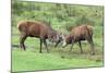 Red Deer Stags Sparring (Cervus Elaphus), Arran, Scotland, United Kingdom, Europe-Ann and Steve Toon-Mounted Photographic Print