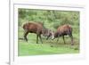 Red Deer Stags Sparring (Cervus Elaphus), Arran, Scotland, United Kingdom, Europe-Ann and Steve Toon-Framed Photographic Print