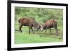 Red Deer Stags Sparring (Cervus Elaphus), Arran, Scotland, United Kingdom, Europe-Ann and Steve Toon-Framed Photographic Print