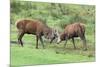 Red Deer Stags Sparring (Cervus Elaphus), Arran, Scotland, United Kingdom, Europe-Ann and Steve Toon-Mounted Photographic Print