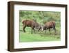 Red Deer Stags Sparring (Cervus Elaphus), Arran, Scotland, United Kingdom, Europe-Ann and Steve Toon-Framed Photographic Print