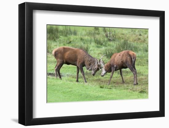 Red Deer Stags Sparring (Cervus Elaphus), Arran, Scotland, United Kingdom, Europe-Ann and Steve Toon-Framed Photographic Print