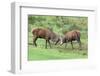 Red Deer Stags Sparring (Cervus Elaphus), Arran, Scotland, United Kingdom, Europe-Ann and Steve Toon-Framed Photographic Print