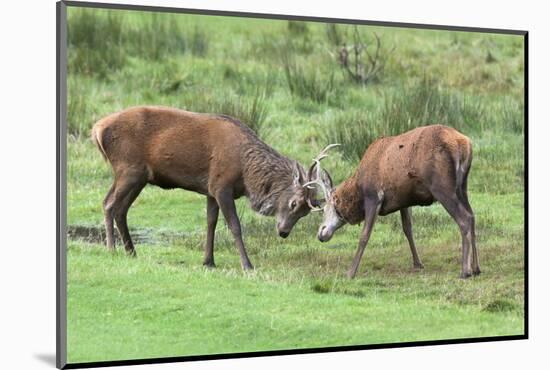 Red Deer Stags Sparring (Cervus Elaphus), Arran, Scotland, United Kingdom, Europe-Ann and Steve Toon-Mounted Photographic Print