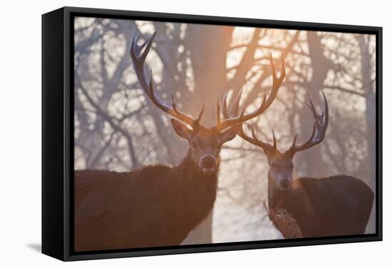 Red Deer Stags Stand in a Forest on a Misty Morning-Alex Saberi-Framed Stretched Canvas