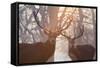 Red Deer Stags Stand in a Forest on a Misty Morning-Alex Saberi-Framed Stretched Canvas