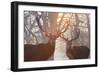 Red Deer Stags Stand in a Forest on a Misty Morning-Alex Saberi-Framed Photographic Print