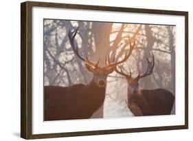 Red Deer Stags Stand in a Forest on a Misty Morning-Alex Saberi-Framed Photographic Print