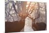 Red Deer Stags Stand in a Forest on a Misty Morning-Alex Saberi-Mounted Photographic Print