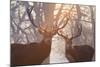 Red Deer Stags Stand in a Forest on a Misty Morning-Alex Saberi-Mounted Photographic Print