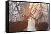 Red Deer Stags Stand in a Forest on a Misty Morning-Alex Saberi-Framed Stretched Canvas