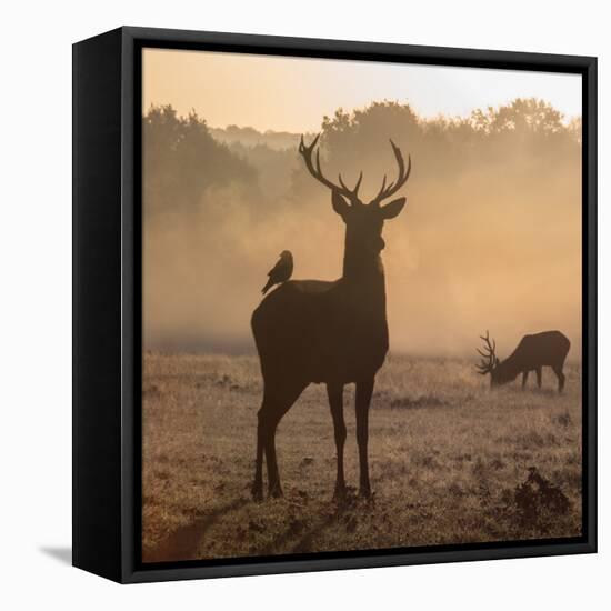 Red Deer Stags Stand in Morning Mist, One with a Crow on His Back-Alex Saberi-Framed Stretched Canvas