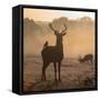 Red Deer Stags Stand in Morning Mist, One with a Crow on His Back-Alex Saberi-Framed Stretched Canvas