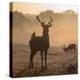 Red Deer Stags Stand in Morning Mist, One with a Crow on His Back-Alex Saberi-Stretched Canvas