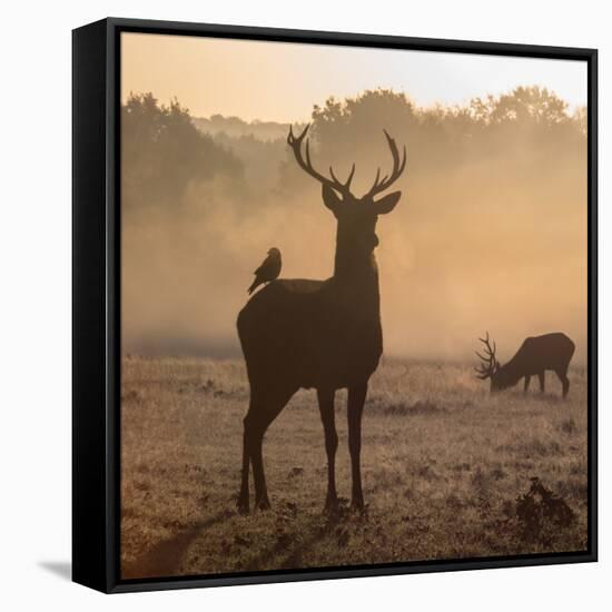 Red Deer Stags Stand in Morning Mist, One with a Crow on His Back-Alex Saberi-Framed Stretched Canvas